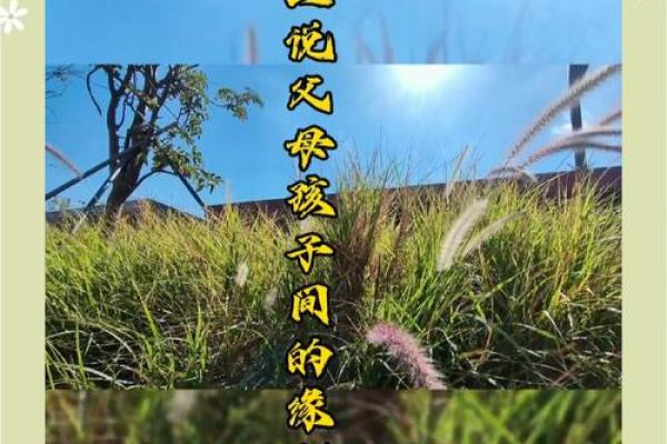 缘分浅是什么意思深度解析缘分浅的含义与影响 缘分浅是什么意思深度解析缘分浅的含义与影响