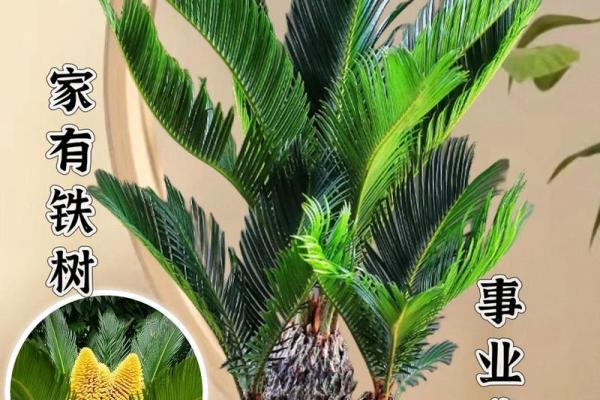 铁树本期开金花是什么生肖 铁树本期开金花是什么生肖