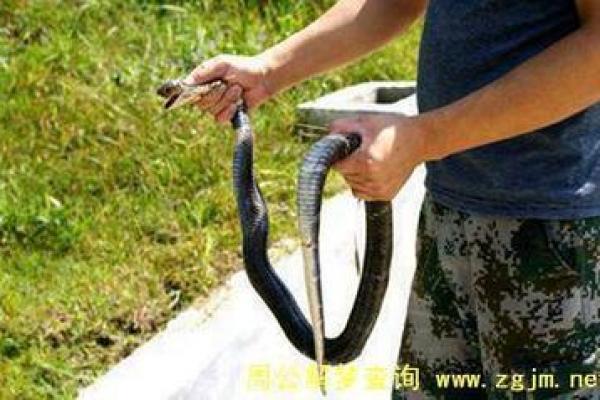 女人梦见蛇咬右脚是什么预兆 女人梦见蛇咬右脚是什么预兆