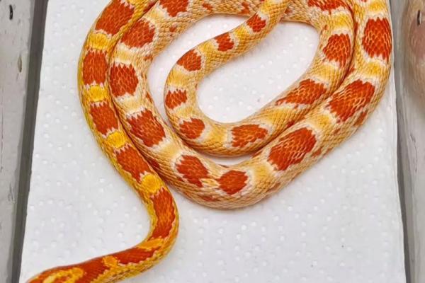 梦见金色的蛇 梦见金色的蛇