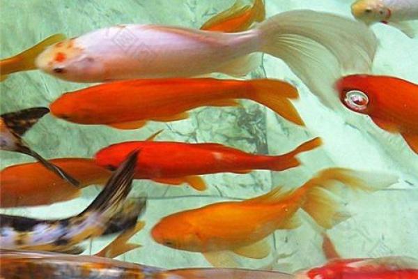 梦见吃鱼是什么意思周公解梦 梦见吃鱼是什么意思周公解梦