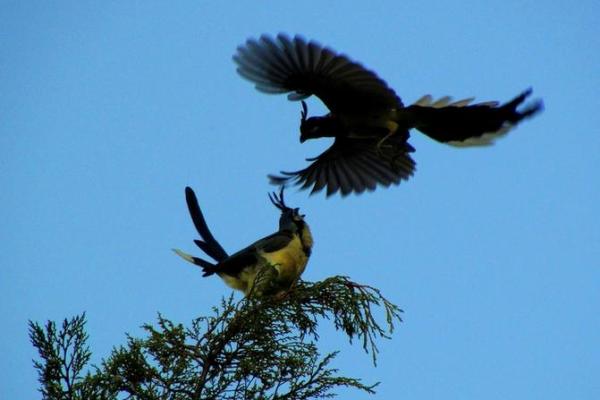 鸦巢生凤是什么生肖(鸦巢生凤什么意思) 鸦巢生凤是什么生肖(鸦巢生凤什么意思)