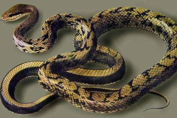 梦见吃蛇是什么预兆男性 梦见吃蛇是什么预兆男性