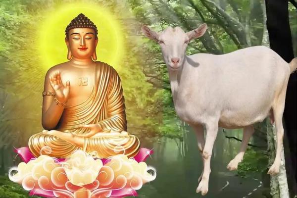 属羊的45岁有个坎_属羊的45岁有个坎化解 属羊的45岁有个坎_属羊的45岁有个坎化解