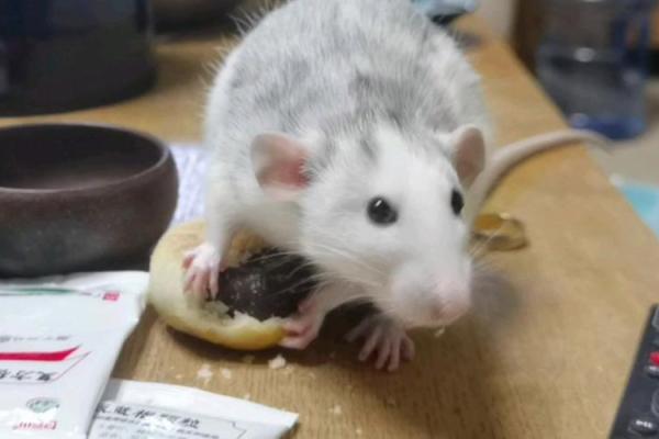 明目张胆打一动物