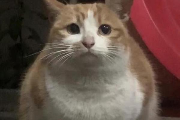 梦见猫咪 梦见猫咪