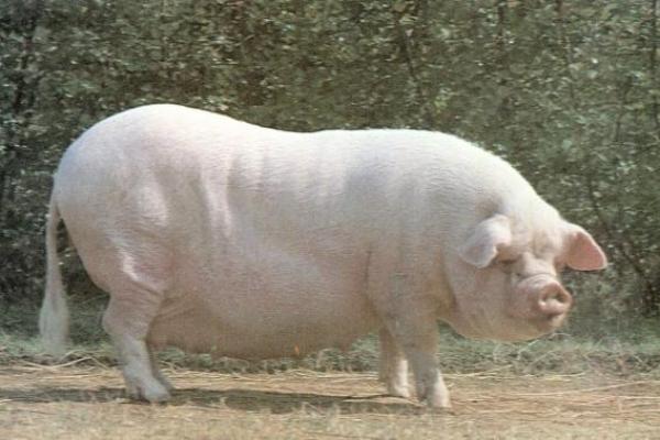 梦见白猪是什么征兆