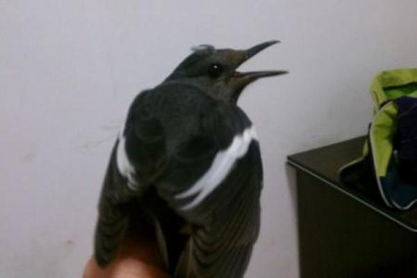 白云朵朵鸟飞来是什么生肖 白云朵朵鸟飞来是什么生肖