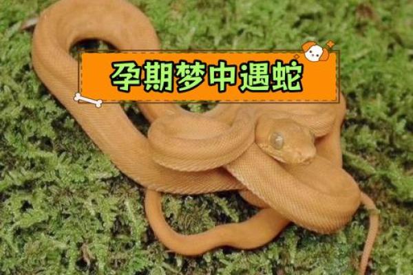 梦到身上有拔不完的蛇 梦到身上有拔不完的蛇