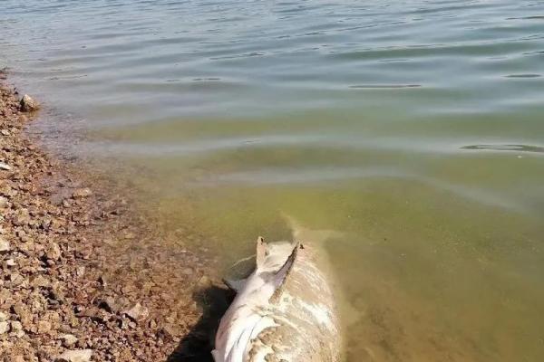 梦见很多死鱼是什么兆头 梦见很多死鱼是什么兆头