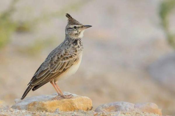 木已成舟是什么动物 木已成舟是什么动物