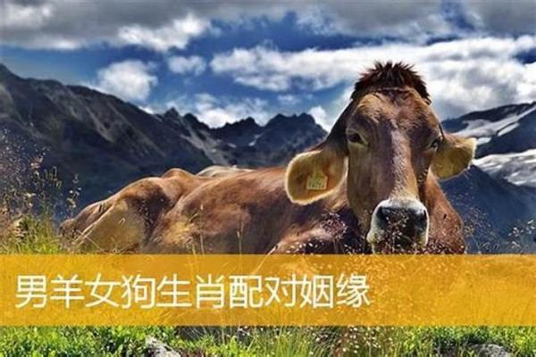 属鼠和属羊婚配好吗揭秘生肖配对最佳组合 属鼠和属羊婚配好吗揭秘生肖配对最佳组合