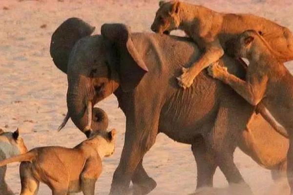 在劫难逃打一动物