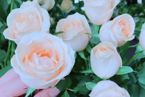 三月初八可以动土吗 三月初八可以动土吗