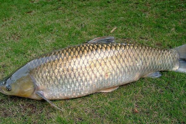 梦见钓到大鱼 梦见钓到大鱼