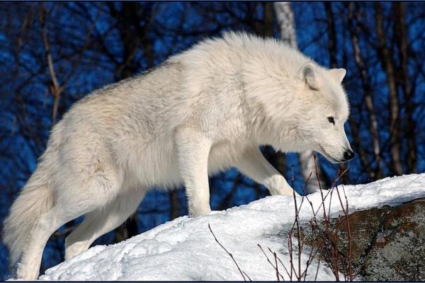 男人梦见狼 吉兆 男人梦见狼 吉兆