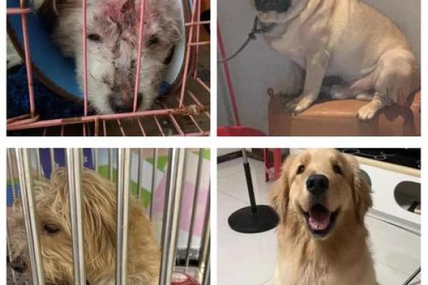 梦见捡到一只小狗 梦见捡到一只小狗