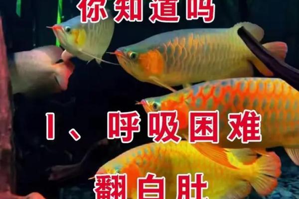 男人梦见鱼是什么征兆