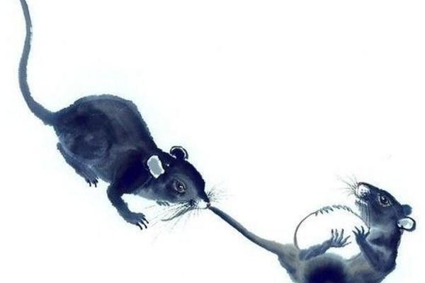 “误入迷津”打一最佳准确生肖，误入迷津是什么生肖答案解释释义落实