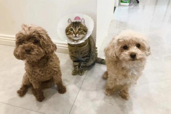 潦草塞责是什么生肖(潦草塞责是什么生肖数字) 潦草塞责是什么生肖(潦草塞责是什么生肖数字)