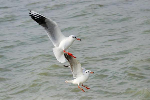 千姿百态是指什么生肖动物(千姿百态是指什么生肖动物) 千姿百态是指什么生肖动物(千姿百态是指什么生肖动物)