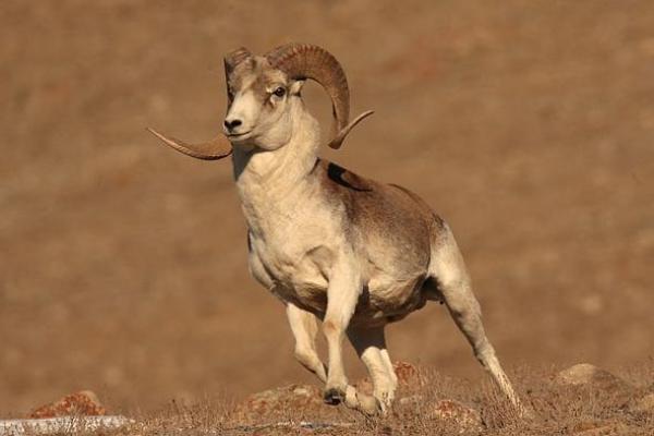 男人梦见羊群是什么预兆