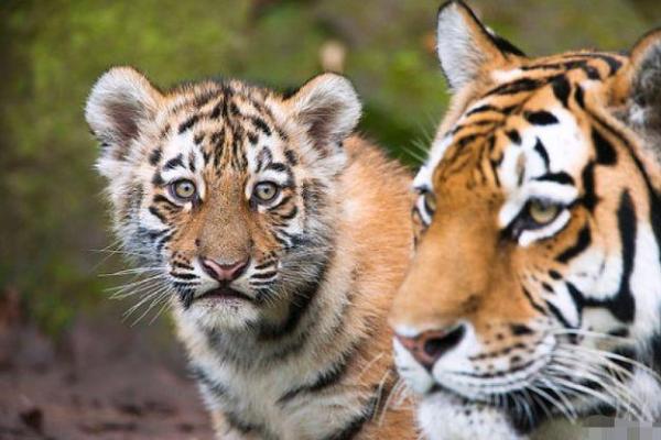 泫然流涕打一准确生肖(泫然流涕打一准确生肖是牛吗落实)