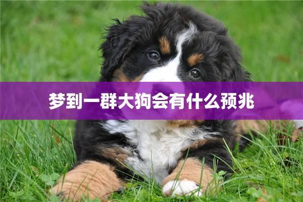 梦见一群狗 梦见一群狗