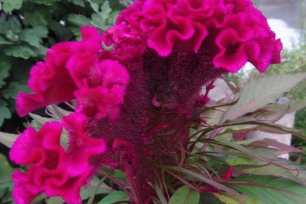 攀高枝儿是什么生肖