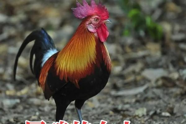 属鸡女81年2025年的运势及运程 2025年属鸡女81年运势解析运程详解与提升建议