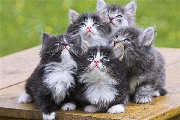 梦见很多猫是什么预兆 女性 梦见很多猫是什么预兆 女性