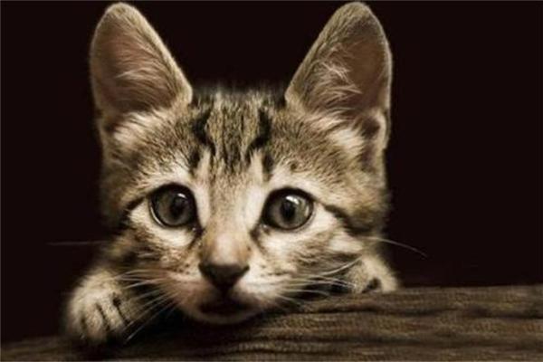 梦见很多猫是什么预兆 女性 梦见很多猫是什么预兆 女性