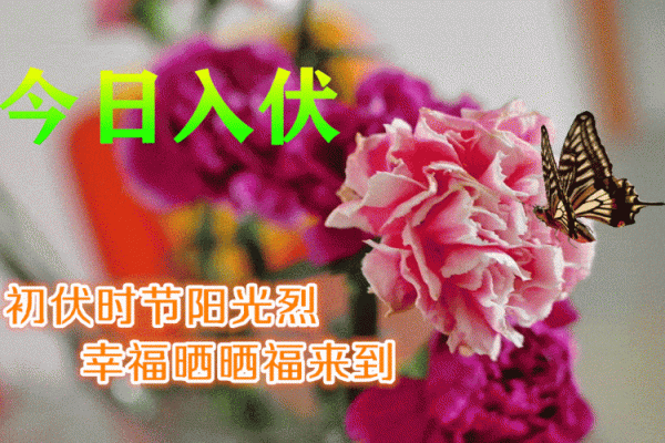 2021年入伏第一天 2021年入伏第一天