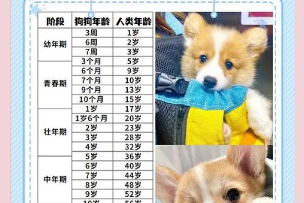 1970年属狗多大 1970年属狗今年多大年龄计算与运势解析 1970年属狗多大 1970年属狗今年多大年龄计算与运势解析