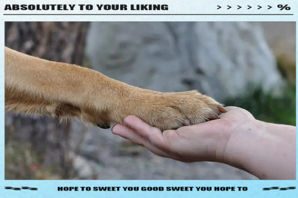 梦见狗咬手是要发财 梦见狗咬手是要发财