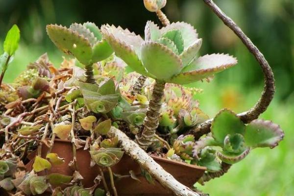 “落地生根”打一准确动物生肖,落地生根打一准确生肖答案解释释义落实 “落地生根”打一准确动物生肖,落地生根打一准确生肖答案解释释义落实