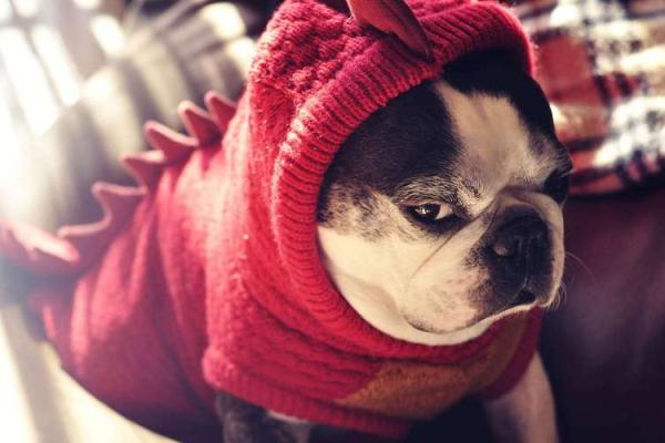 “众矢之的”打一个生肖动物,众矢之的是什么生肖答案解释释义落实 “众矢之的”打一个生肖动物,众矢之的是什么生肖答案解释释义落实