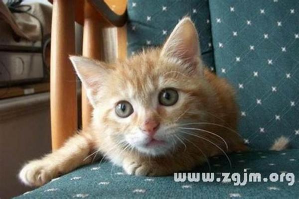 做梦梦见猫是好事还是坏事 做梦梦见猫是好事还是坏事