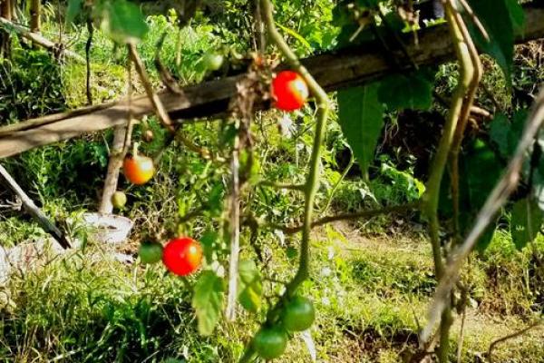 阳光照耀大地暖是什么生肖(阳光 照耀大地) 阳光照耀大地暖是什么生肖(阳光 照耀大地)