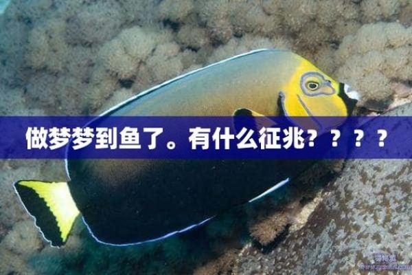 梦到很多鱼 梦到很多鱼