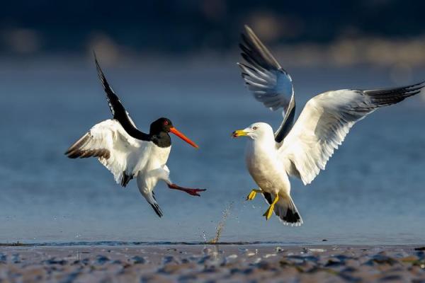 剑拔弩张是什么生肖(剑拔弩张指什么动物) 剑拔弩张是什么生肖(剑拔弩张指什么动物)