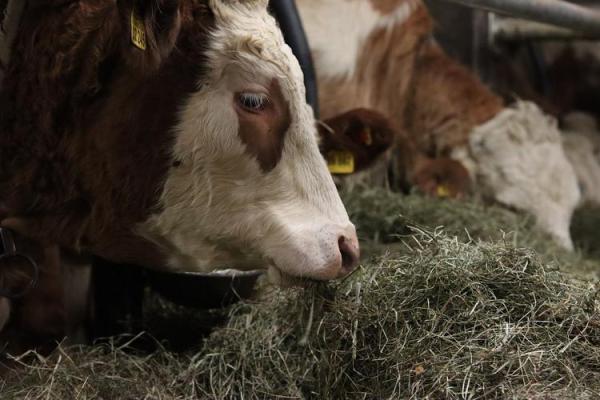 雪中送炭打一个生肖 雪中送炭打一个生肖