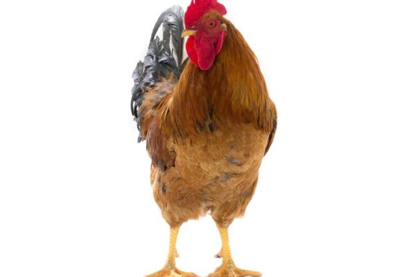 鸡犬不宁是什么生肖 鸡犬不宁是什么生肖