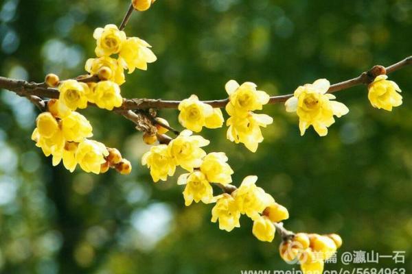 “异香异气”是什么生肖,异香异气打一生肖答案解释释义落实 “异香异气”是什么生肖,异香异气打一生肖答案解释释义落实