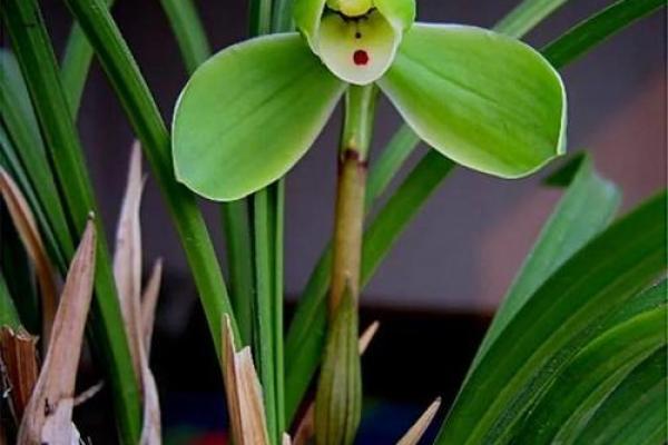 “异香异气”是什么生肖,异香异气打一生肖答案解释释义落实 “异香异气”是什么生肖,异香异气打一生肖答案解释释义落实