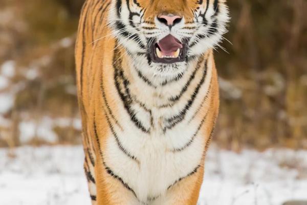 “虎头虎脑”打一生肖是什么,虎头虎脑什么生肖答案解释释义落实 “虎头虎脑”打一生肖是什么,虎头虎脑什么生肖答案解释释义落实