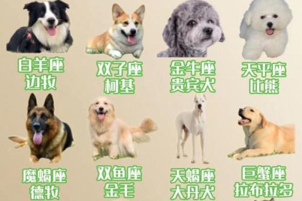 属狗白羊座2025年运势完整版 属狗白羊座未来十年的运势