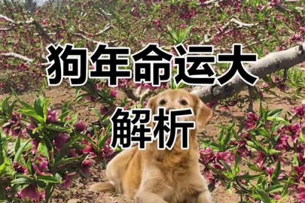 1982属狗白羊座(1982属狗走大运在哪一年) 1982属狗白羊座(1982属狗走大运在哪一年)