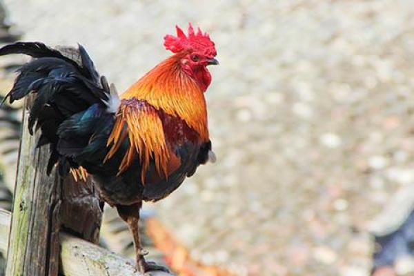 老生常谈打一生肖 老生常谈打一生肖