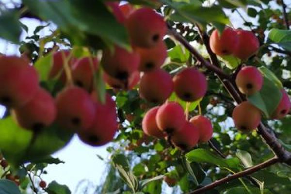 “美景佳人夕阳红”是什么生肖动物，美景佳人夕阳红代表什么生肖答案解释释义落实